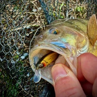 Westin Jerkbite SR Jerkbaits 7.5cm/5g